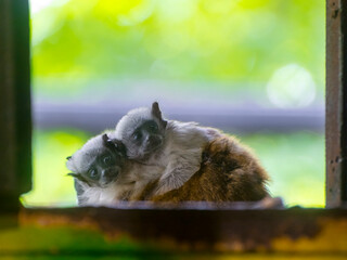 Pied tamarin father and his babies on back
