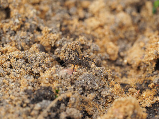 a small spider runs along the sandy ground in its natural environment. Selective focus