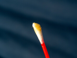 Dirty brown ear wax cotton swab white stick macro close up