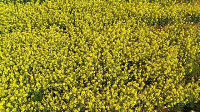 Aerial shot flying over blooming yellow rapeseed canola field