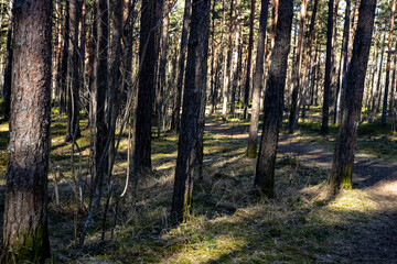Forest landscape of many trees in the open air; High shadows falling to the ground from the bright sun