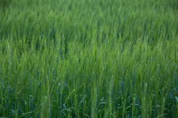 summer landscape, large field with green rye