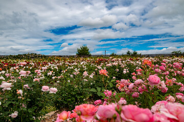 満開のバラと空と雲のある広い庭の風景