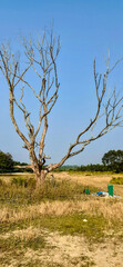 the dead tree in sundarban  due to popllutents