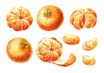 Juicy fresh Mandarine or  tangerine set. Hand drawn watercolor illustration isolated on white background