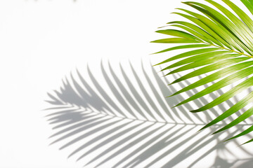 leaves of coconut palm tree and shadow isolated on white, tropical leaf, summer background