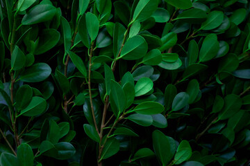 closeup nature view of green leaf texture, dark wallpaper concept, nature background, tropical leaf