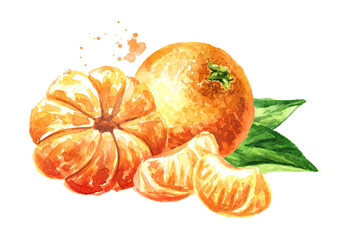 Juicy fresh Mandarines or  tangerine with leaves. Hand drawn watercolor illustration isolated on white background