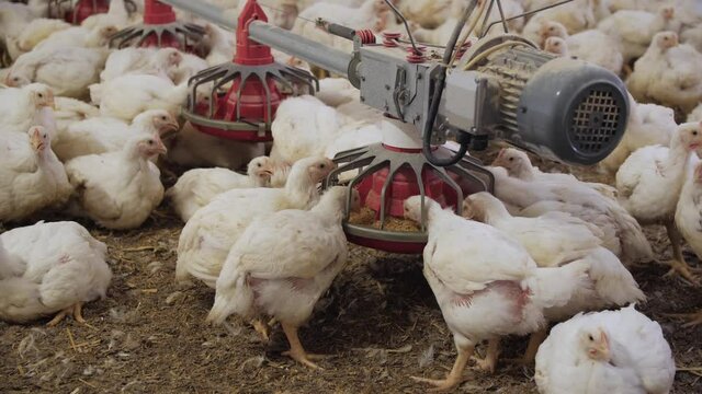 Poultry farm. Chickens for fattening on a modern poultry farm. Lots of chickens in the hangar. Feed and drink chickens. Modern agriculture.