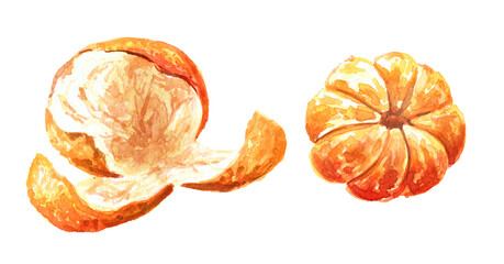 Peeled mandarine with peel, tangerine, Hand drawn watercolor illustration isolated on white background