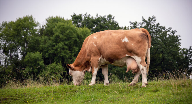 Rot bunte Milchkuh im Regen auf der Weide beim Grasen