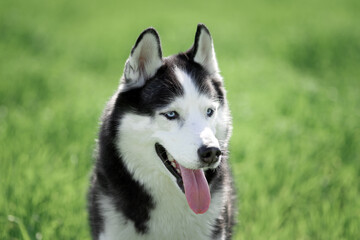 Close-up portrait of a dog on grass background. Siberian Husky black and white colour with blue eyes outdoors, tongue out. Summertime. A pedigreed purebred dog