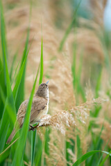 Eurasian Reed Warbler sitting in reed