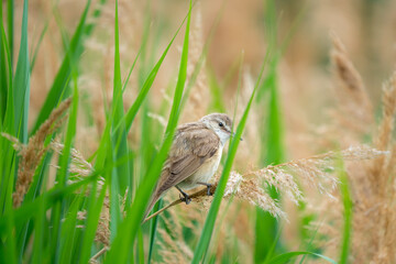Eurasian Reed Warbler sitting in reed