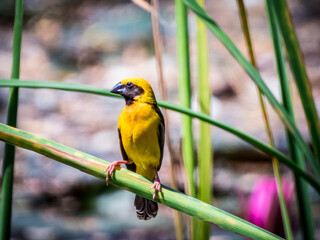 blue tit yellow bird on the branch 