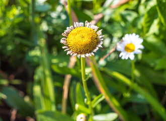 Obraz premium yellow daisy flower