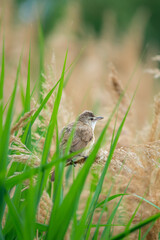 Eurasian Reed Warbler sitting in reed