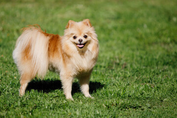 Pomeranian Red Spitz dog on a green lawn.