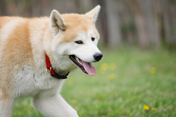 Obraz premium Akita dog walks on green grass.