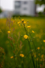 Macro photo of a yellow flower 