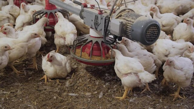 Poultry farm. Chickens for fattening on a modern poultry farm. Lots of chickens in the hangar. Feed and drink chickens. Modern agriculture.