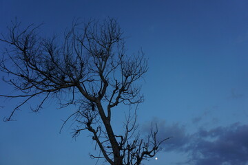 Silhouette of a dry dying tree with dark blue sky during dusk as background.