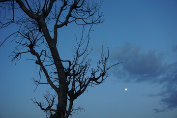 Silhouette of a dry dying tree with dark blue sky during dusk as background.