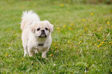 Tibetan Spaniel dog on green lawn