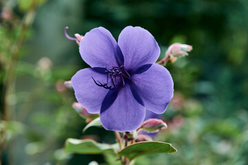closeup of a purple flower. Tibouchina urvilleana, also known as Princess Flower