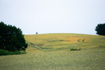 lonely tree in the field