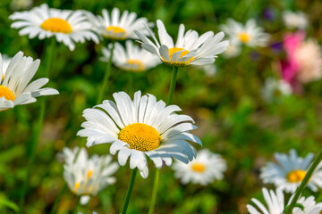 white daisies in the sun on a green background