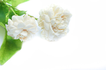 Obraz na płótnie Canvas Beautiful white jasmine flowers on white background.Copy space white background.
