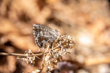 Butterfly perched on withered flowers in a dry and neglected garden