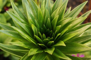 Beautiful green plant in the garden view