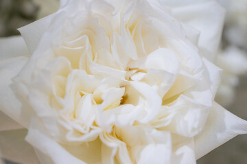 Background image of flowers. White fresh pastel roses.