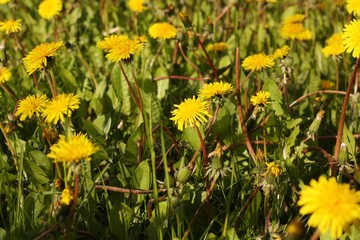 Beautiful yellow dandelions in the summer garden