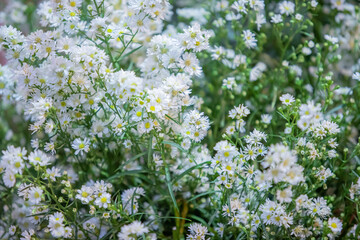 White Daisy flower in flower garden at sunny summer or spring day for decoration and agriculture design..