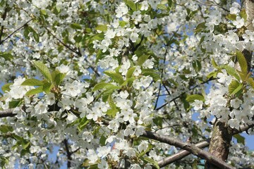 Tree with beautiful white flowers in the garden