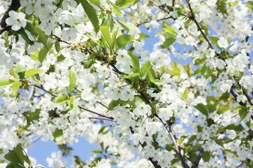 Tree with beautiful white flowers in the garden