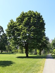 Fototapeta premium tree in park