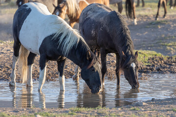 Wild Horses at a Desert Waterhole in Utah
