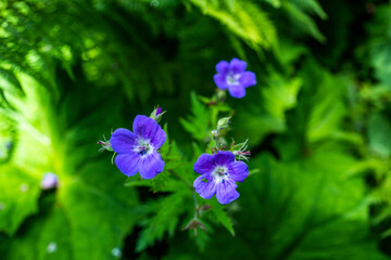 fleurs violette cinq pétals 2