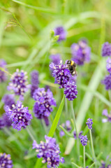 blooming lavender plant with bee