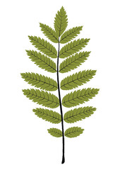 fern leaf isolated on white