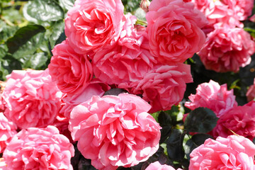 many rosebuds of roses among the green leaves in the garden on a Sunny summer day