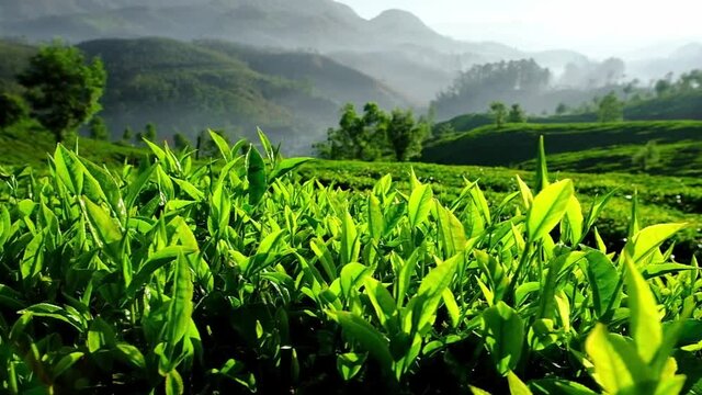 Young green tea leaves on the tea bush close up in Munnar, Kerala state, India