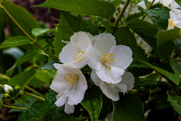 jasmine flowers on a branch