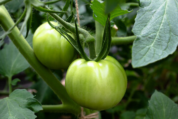 green tomatoes on a vine