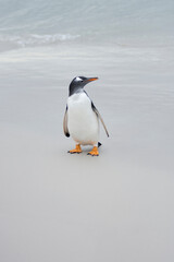 Gentoo penguin in natural habitat