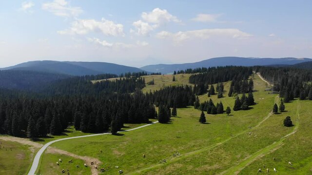 Sheep grazing by Forest trails in Rogla Slovenia during springtime season in the Julian Alps, Aerial flyover shot